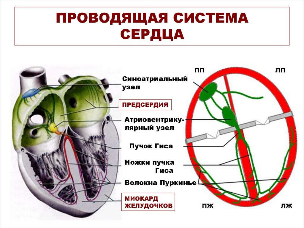 На этой картинке хорошо видны СА и АВ-узлы