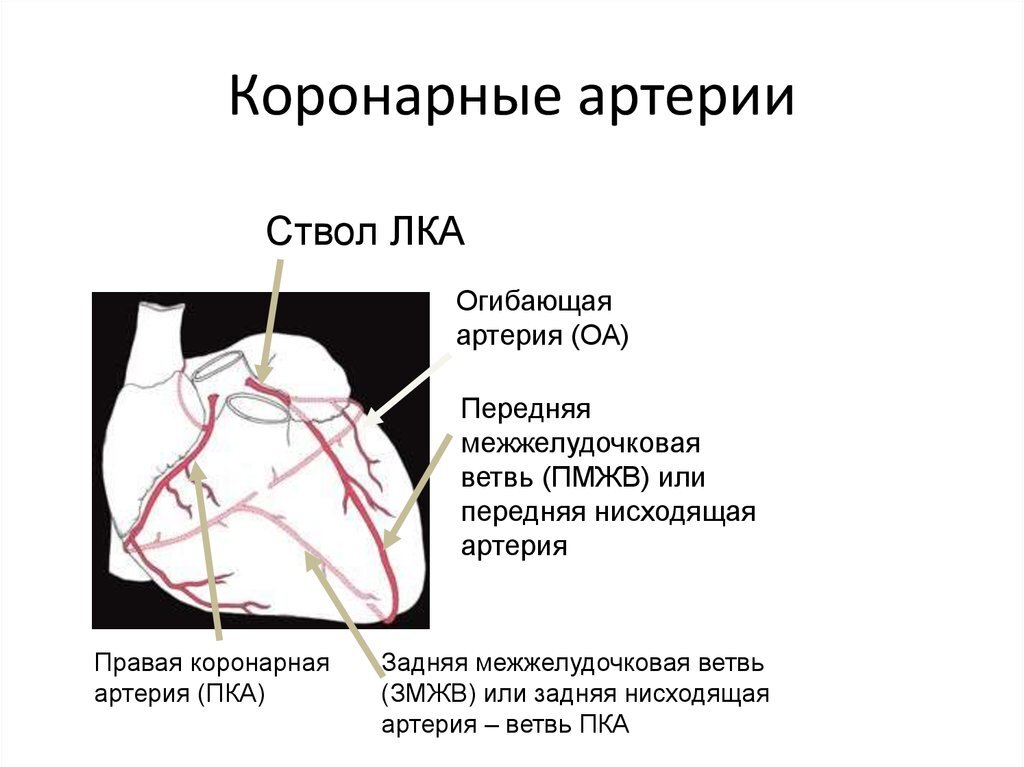 На этом рисунке видно, что ствол ЛКА - это крупный сосуд. Прекращение кровотока по нему грозит поражением большого участка сердечной мышцы