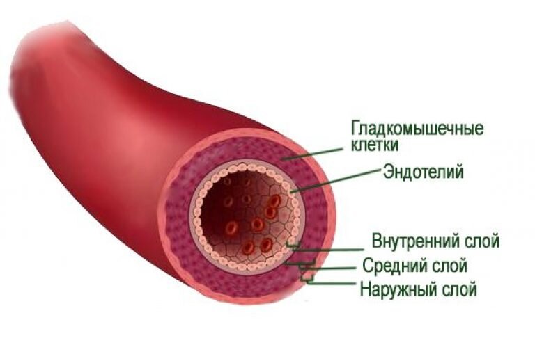 Так выглядит здоровая артерия.