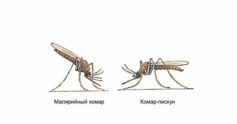 Малярийный комар (анофелес) по внешнему виду резко отличается от обычного.